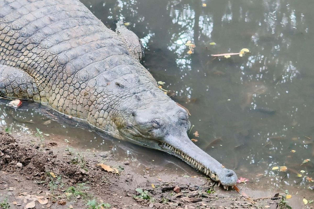 चंबल नदी में छोड़े गए 32 घड़ियाल, संरक्षण केंद्र की अहम पहल