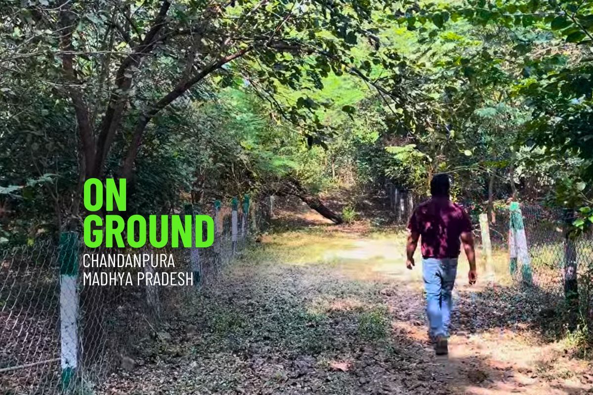 Tiger sightings near Bhopal's urban forest raise safety concerns