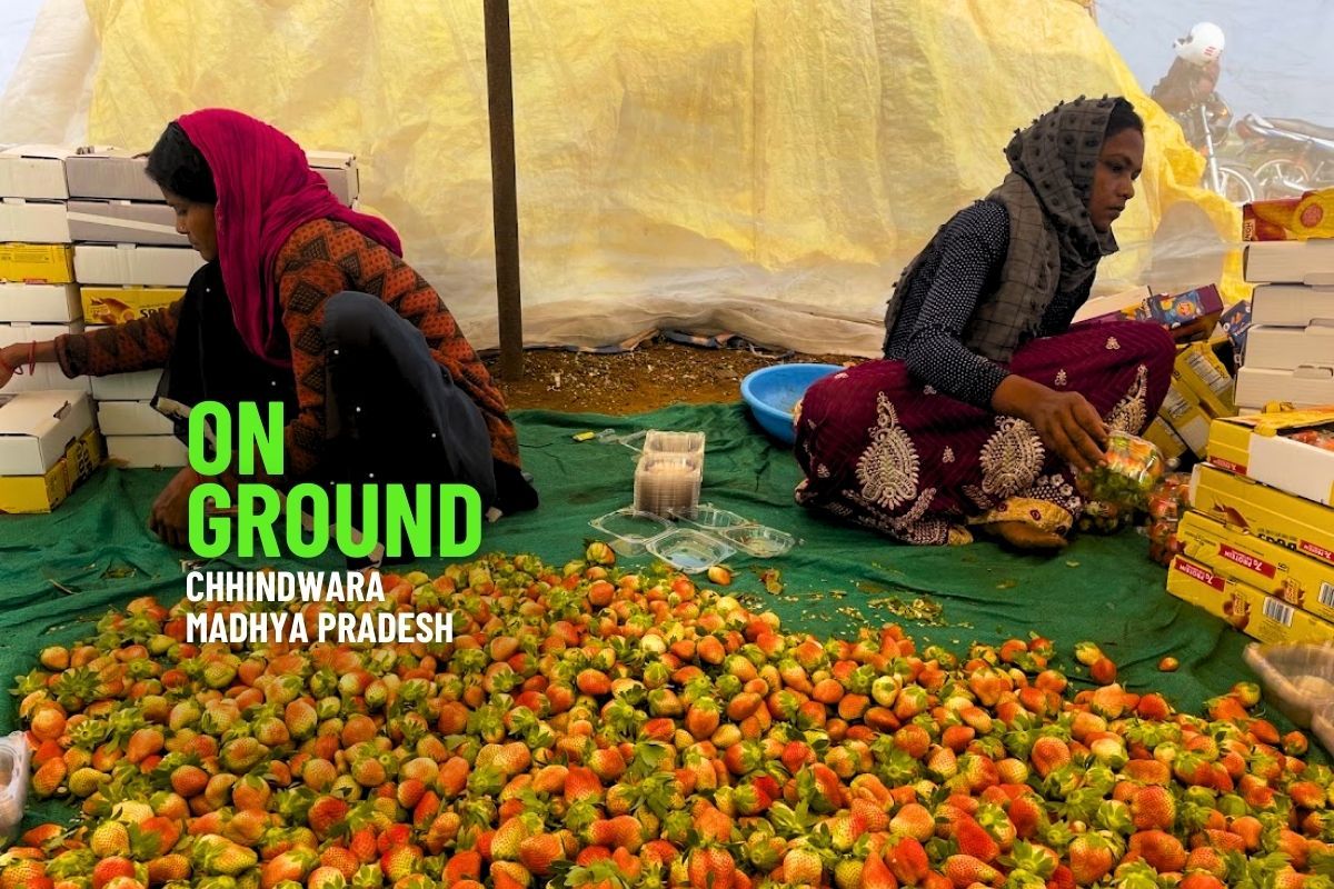 From failing tomato farm to a thriving strawberry venture