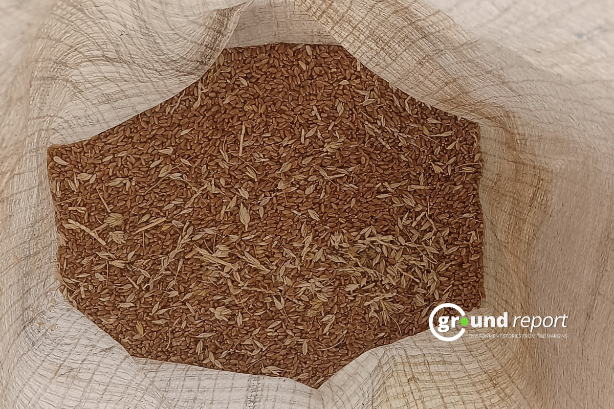 9 lac quintals of foodgrains rot in govt warehouses in MP