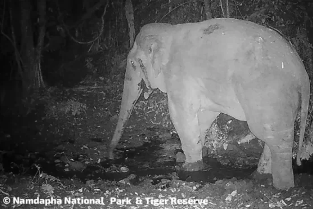 बारह साल बाद नमदाफा नेशनल पार्क में दिखा वयस्क हाथी