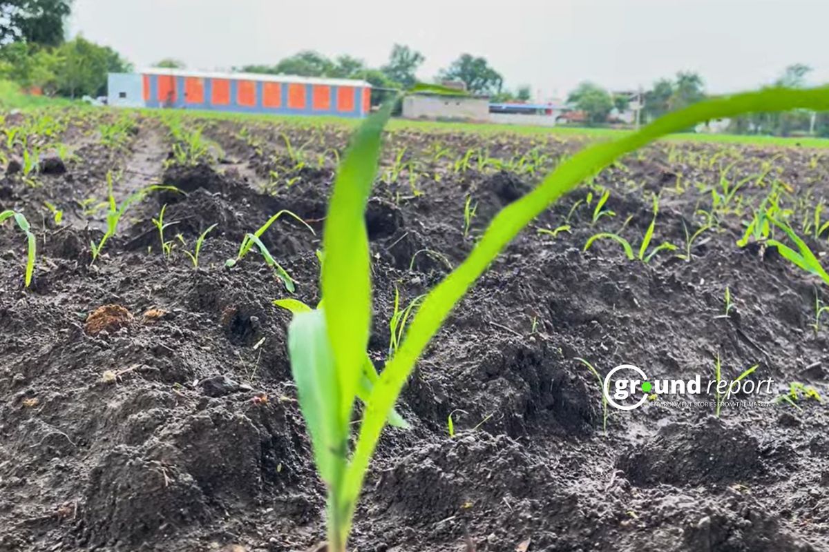 आर्थिक सर्वे: कृषि आय में 5.2% की वार्षिक वृद्धि, उत्पादन रिकाॅर्ड स्तर पर