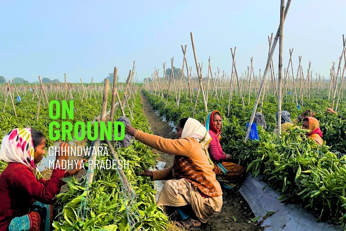 Why are farmers growing vegetables despite huge post-harvest losses?