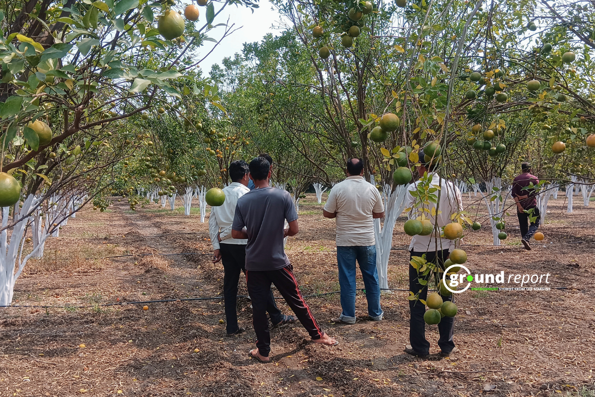 Erratic rainfall: Orange farmers and traders suffer in Pandhurna