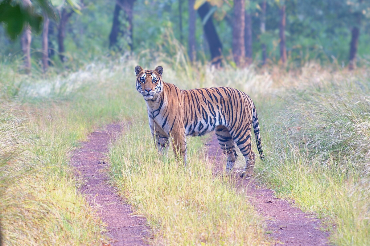 पन्ना टाइगर रिजर्व में नियमों के विरुद्ध हो रहा निर्माण कार्य