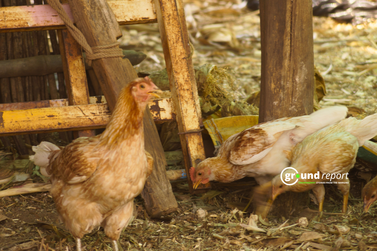 Poultry birds in the backyard of a tribal family in Khargone