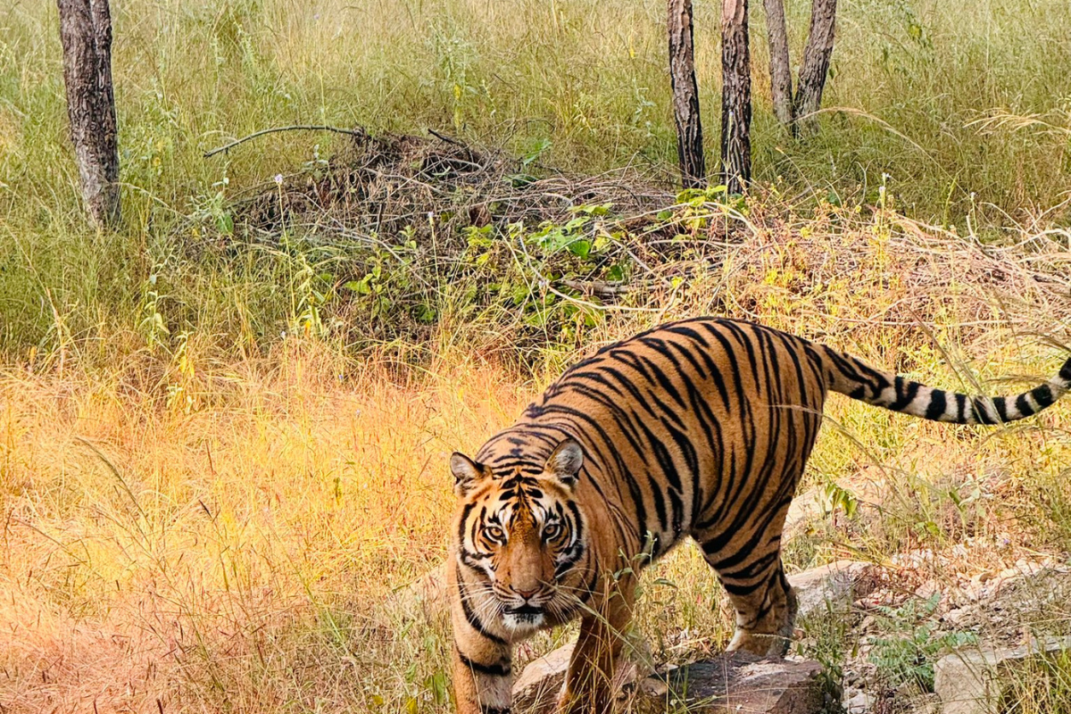 Madhya Pradesh to create vital wildlife corridor between tiger reserves