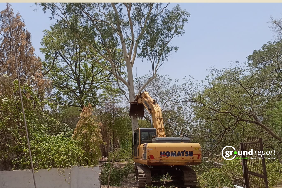 Rajgarh's development dilemma: growth at the cost of green cover