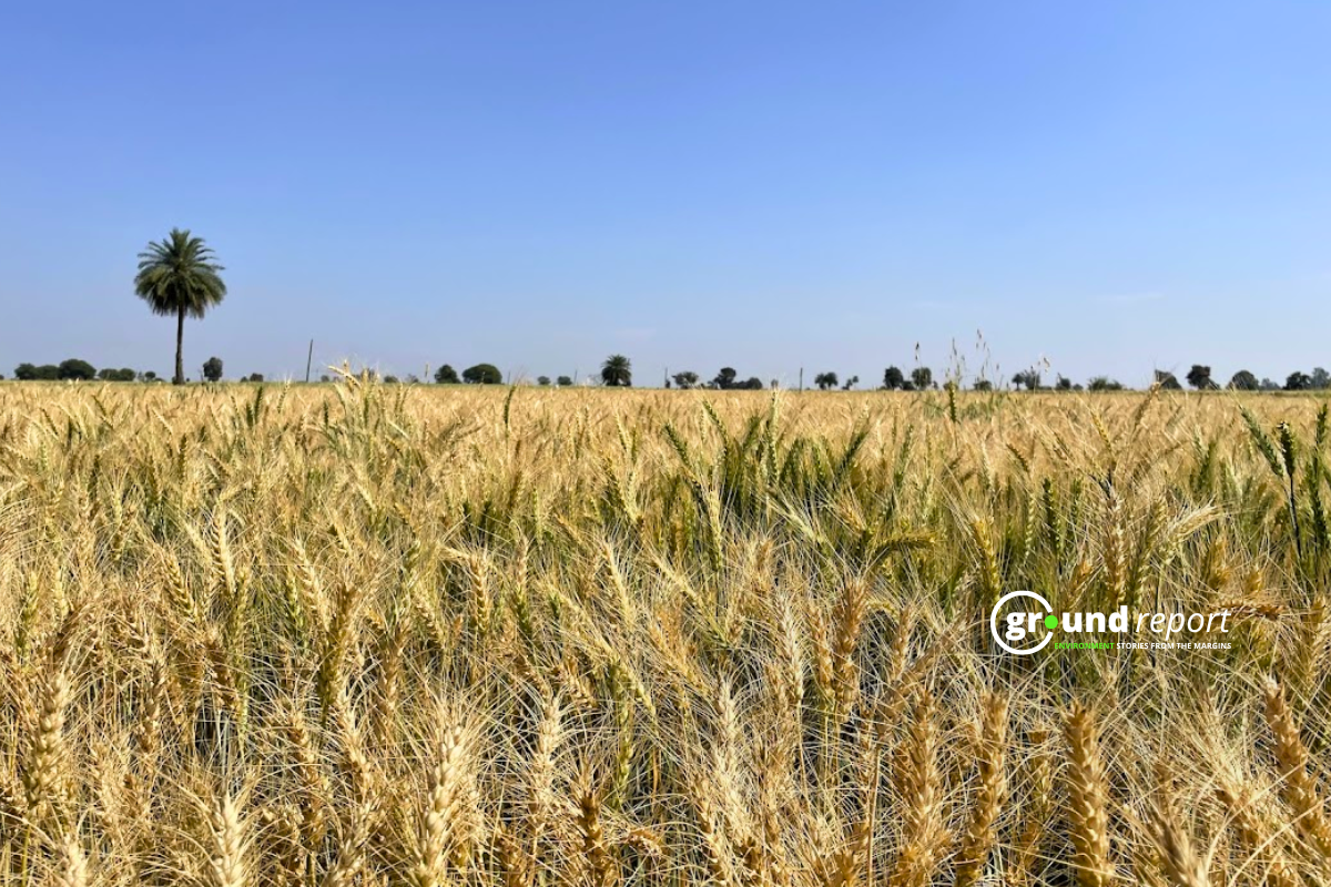 Farmers in Madhya Pradesh advised to brace for rain and hailstorm