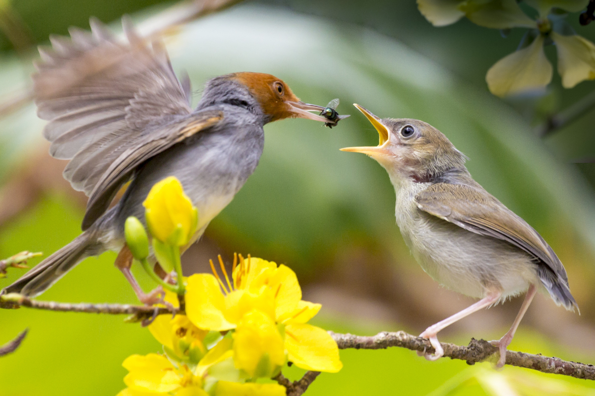 Trump’s move leaves birds unprotected, giving big win to oil industry