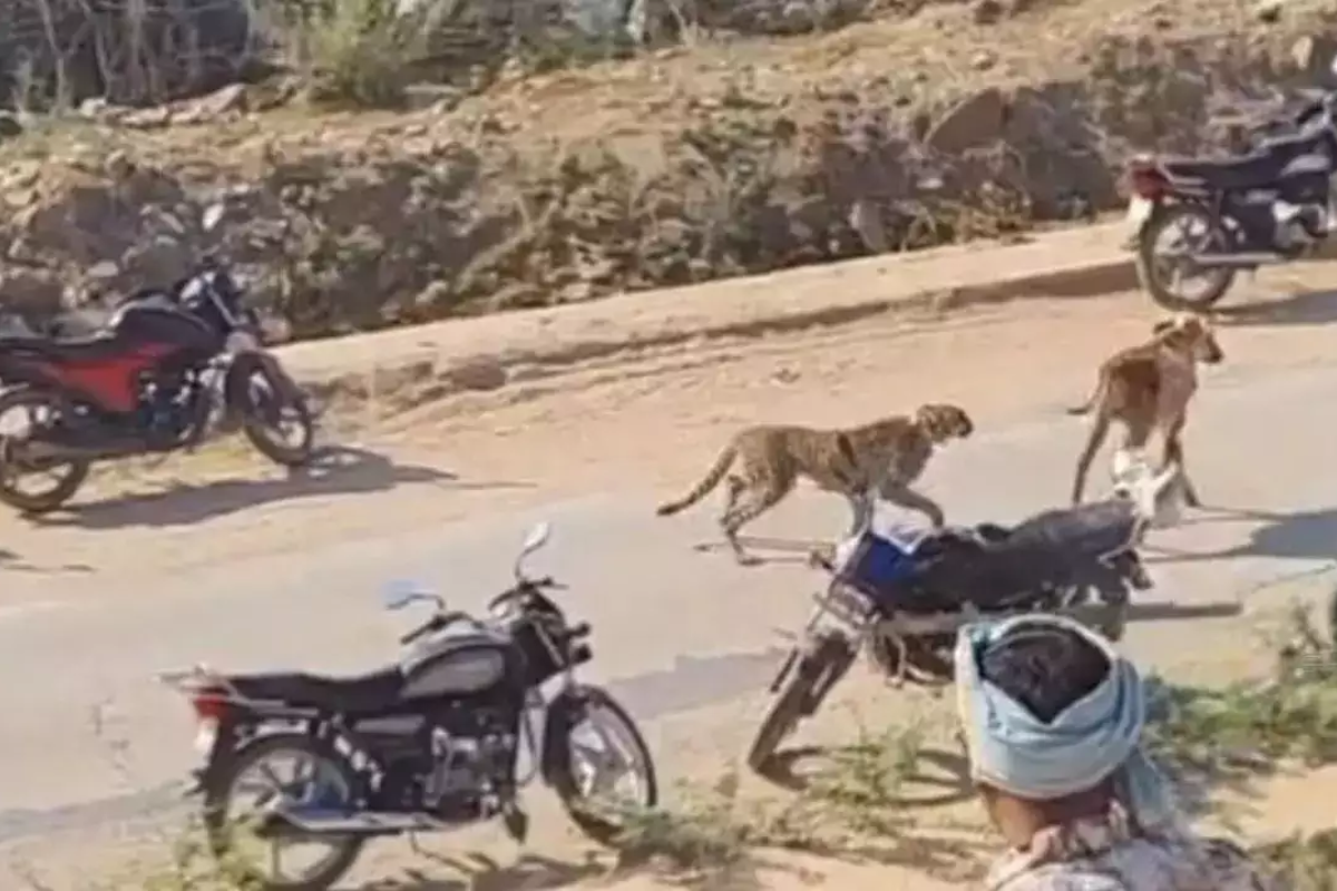 Cheetah Jwala & cubs attacked by villagers in Madhya Pradesh