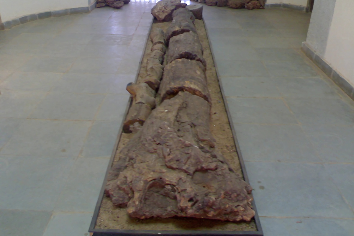 Ghughwa Fossil Park images