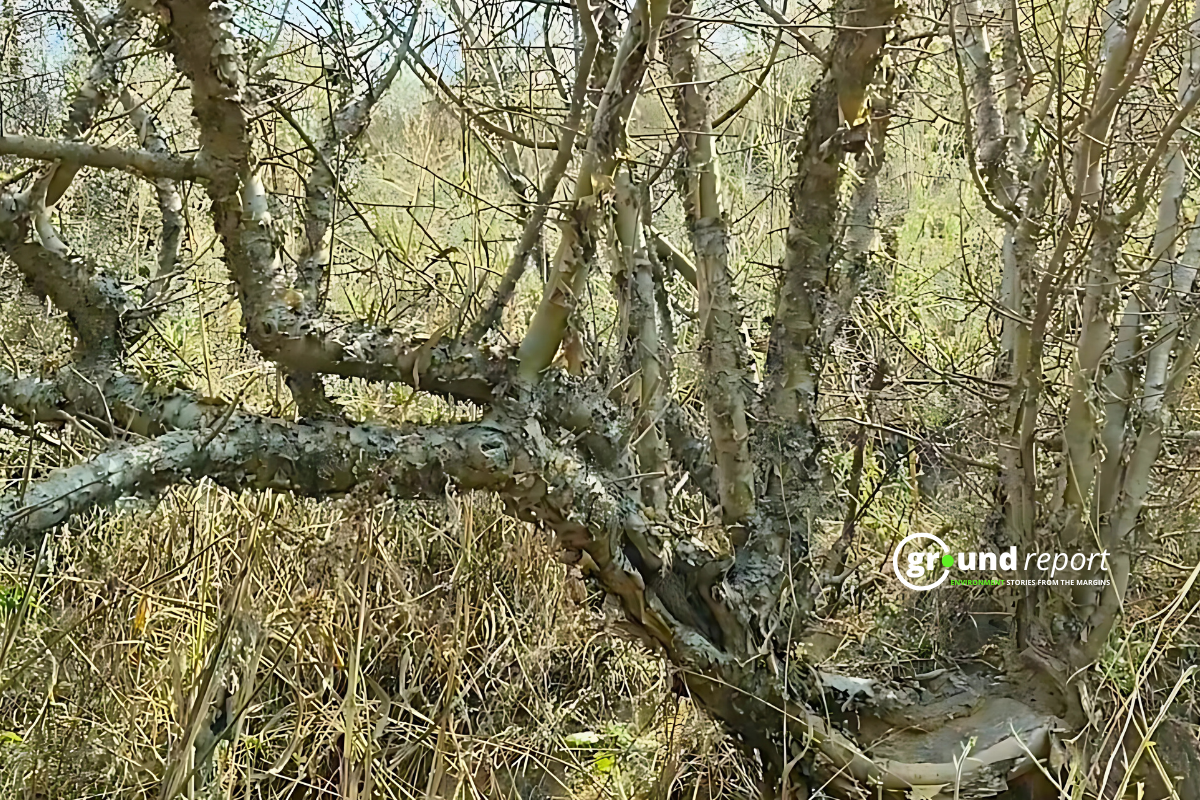 guggal tree MP