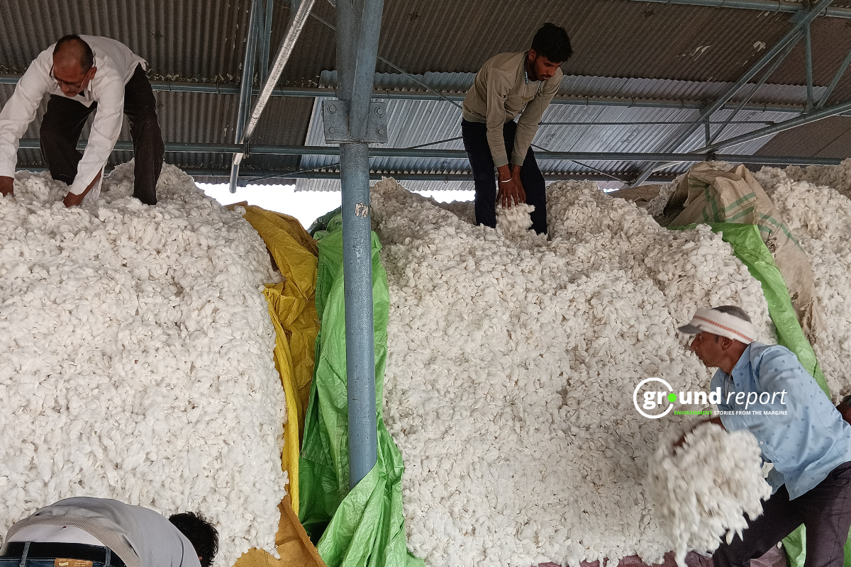Can we talk about BT cotton, India’s only genetically modified crop