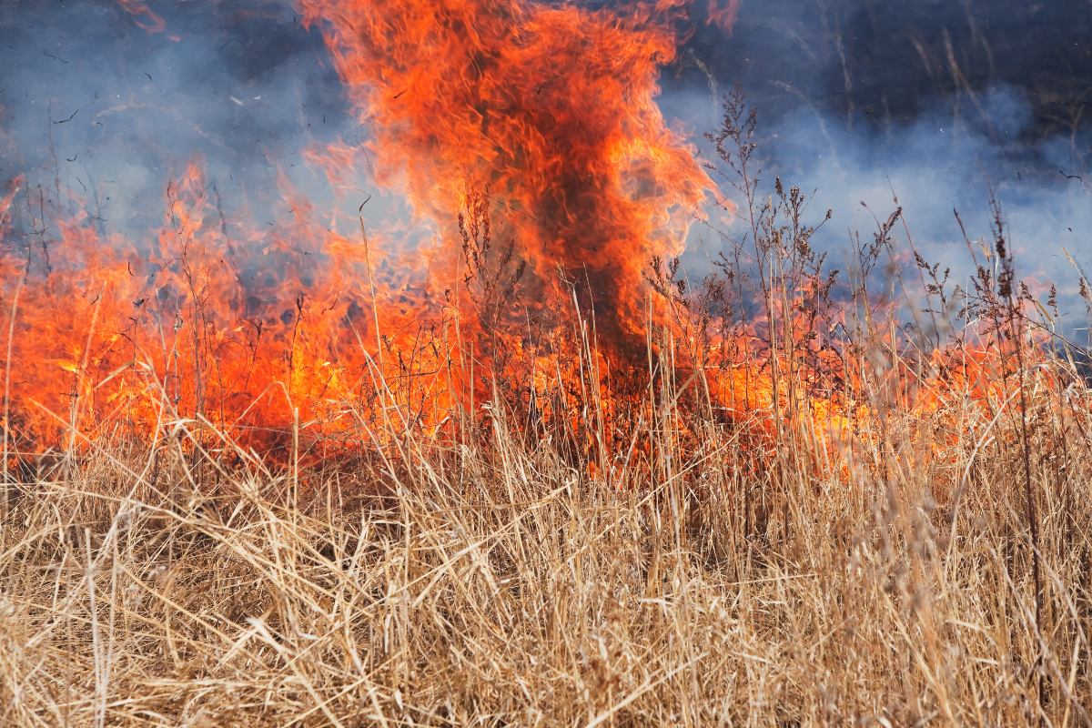 Understanding fire weather: Why wildfires are becoming more common