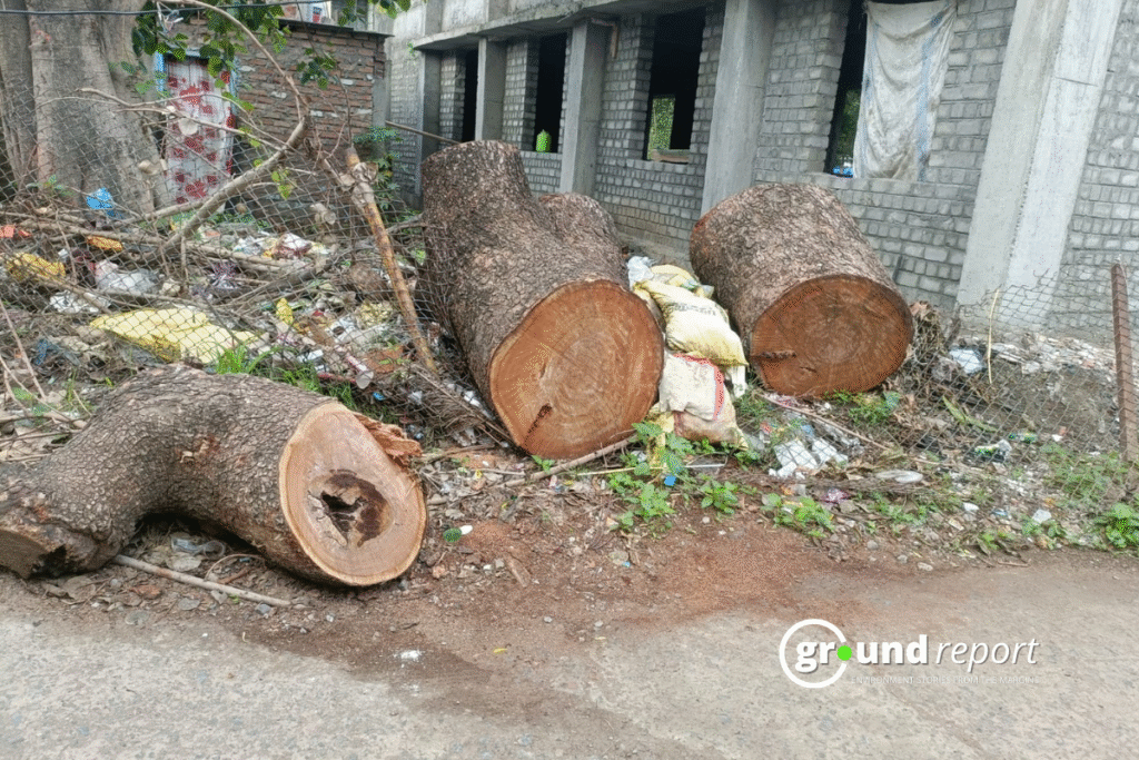 MP Court Bans All Tree Cutting After Thousands Felled Illegally
