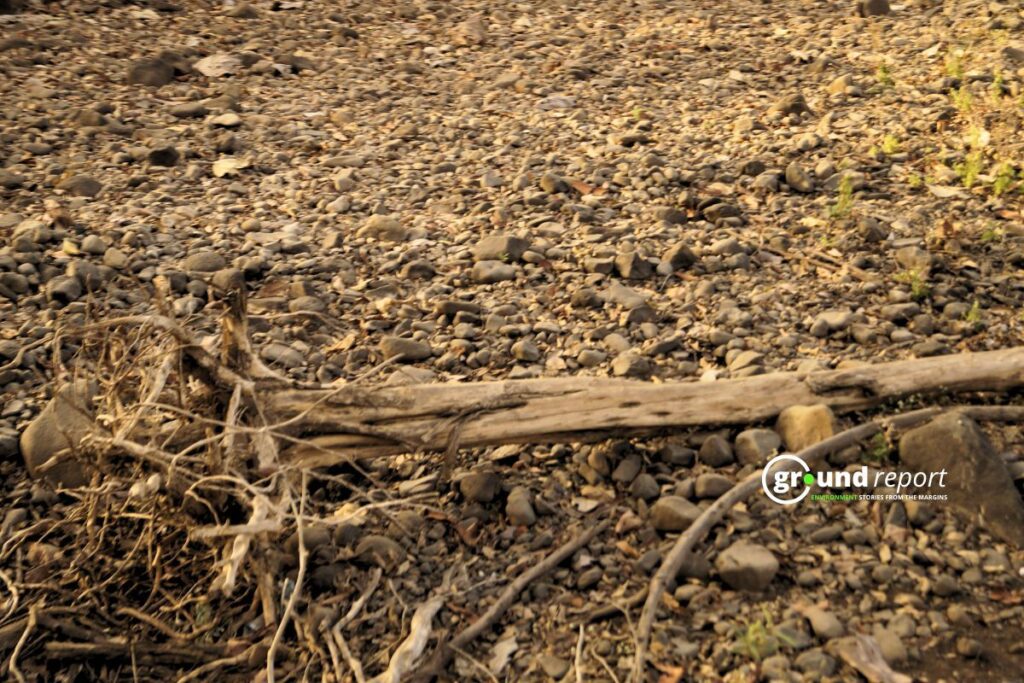 Madhya Pradesh tops deforestation for development projects in 10 years