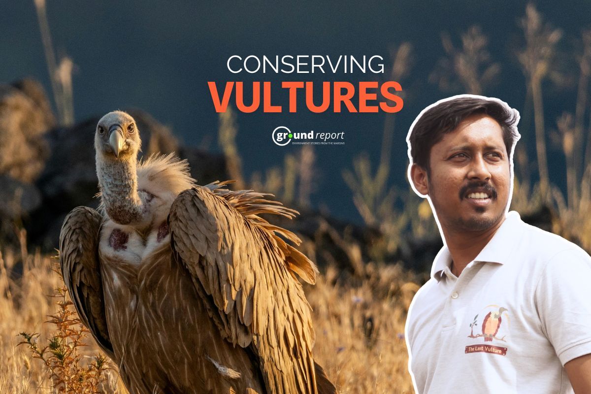 Saving India's Vultures: Nitish Agrawal's conservation mission in Rewa
