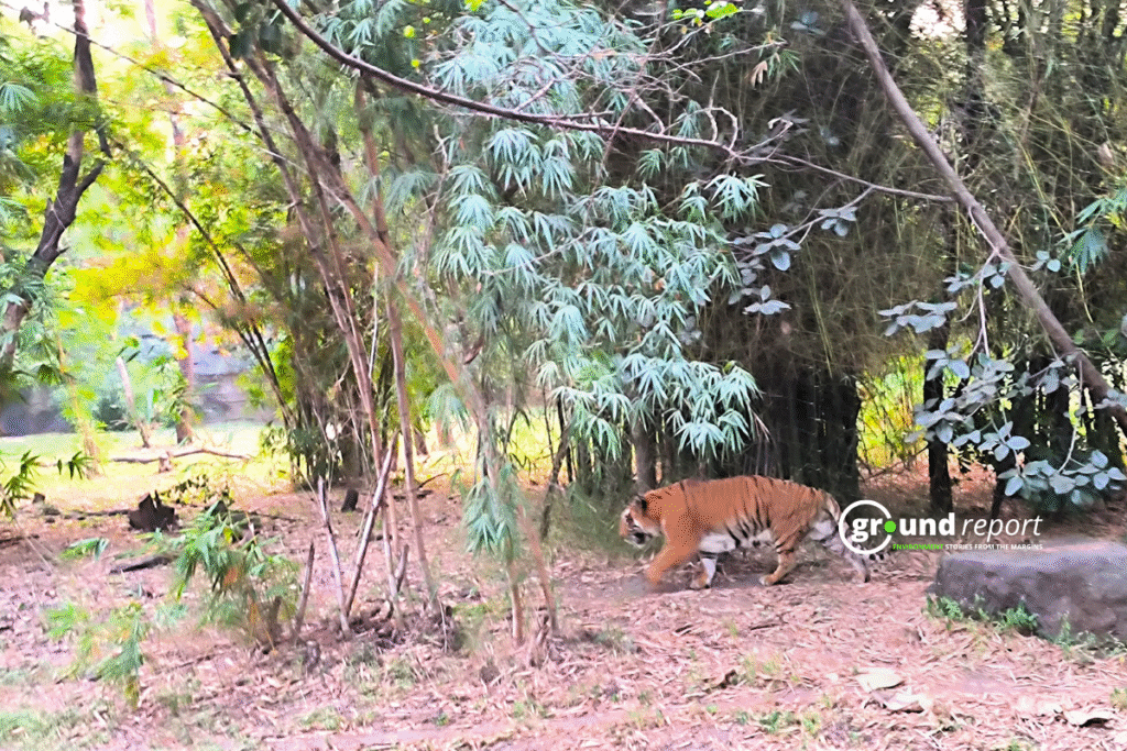 Here’s how you can adopt a lion, tiger, & other wild animals in Rajasthan