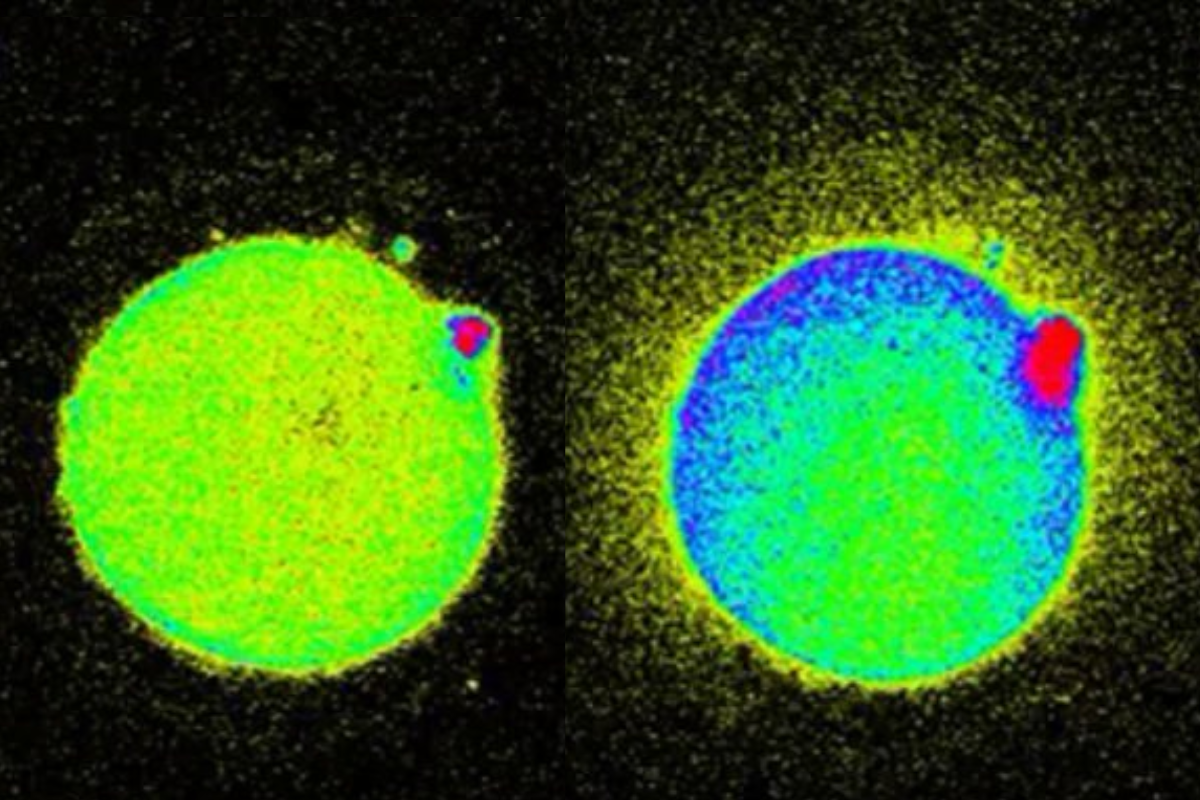 Fact check: When sperm fertilizes an egg a tiny flash appears?