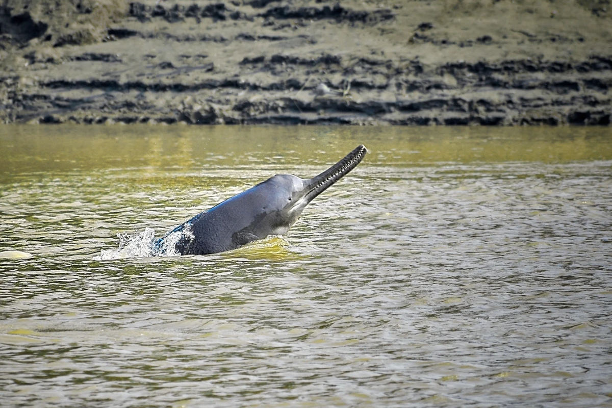 Supreme Court demands report on encroachment along Ganga & threats to Dolphins