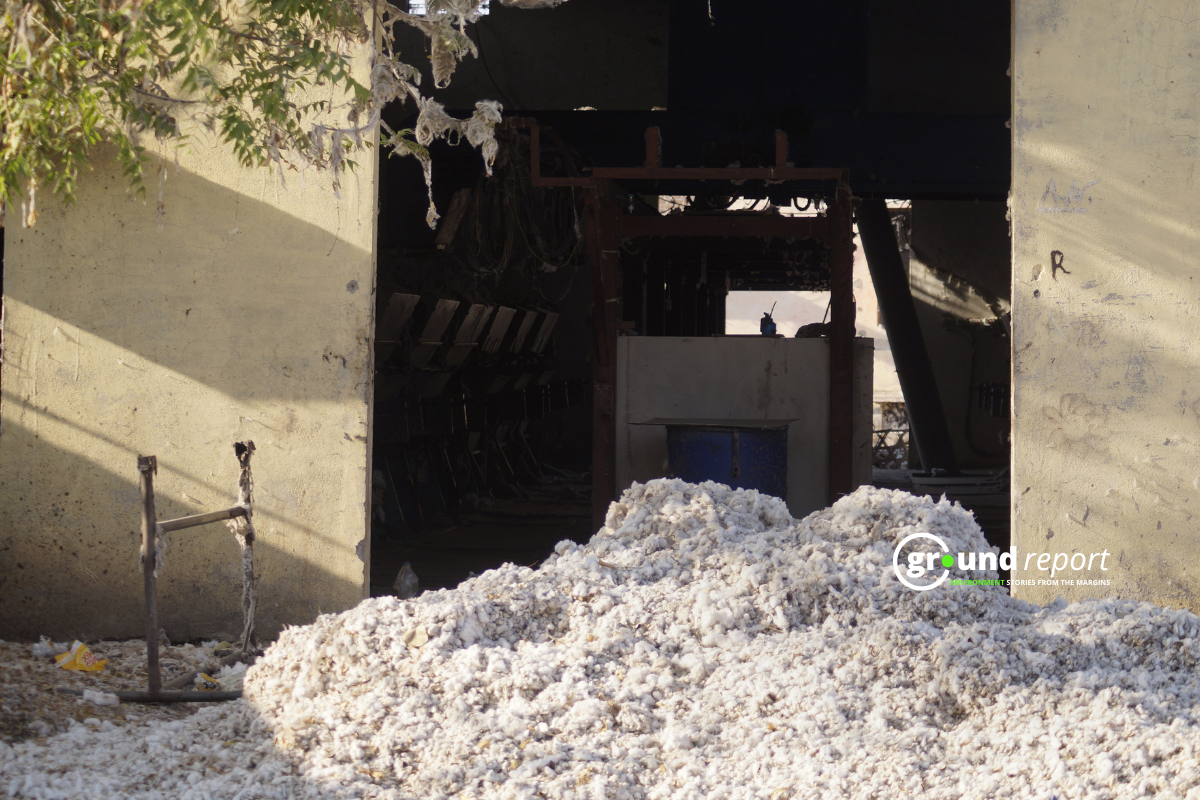 cotton production in india khargone