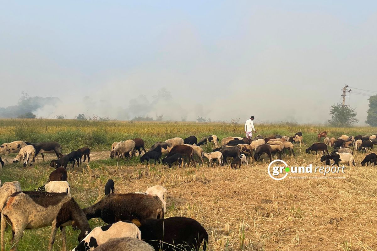 Madhya Pradesh cracks down on stubble burning: Can FIR, fines fix the problem?