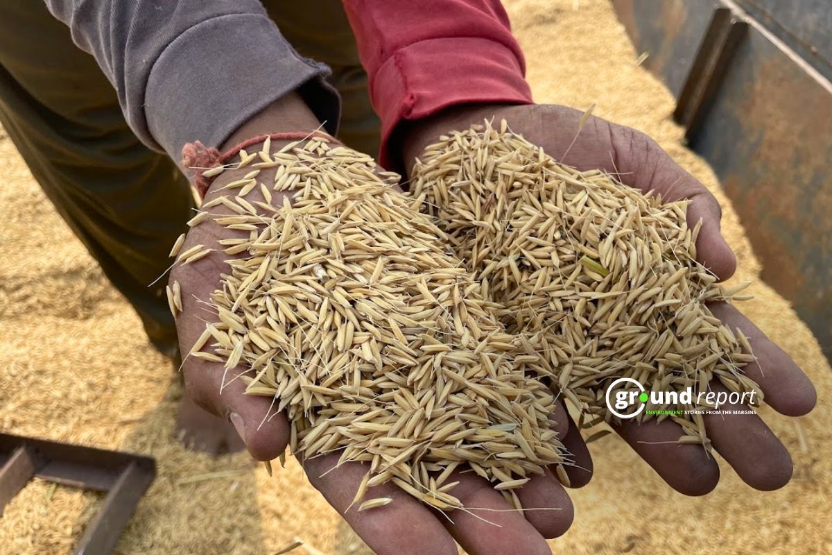 Paddy Production in Madhya Pradesh