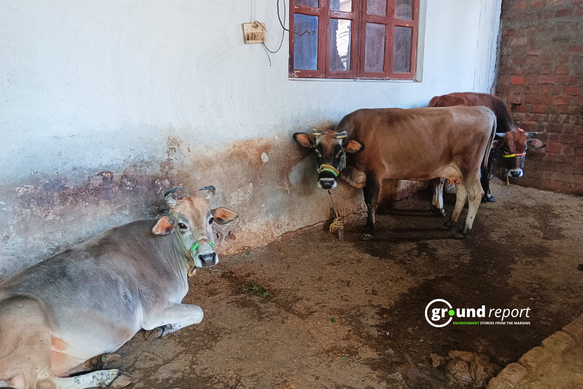 milk cow cattle farmer