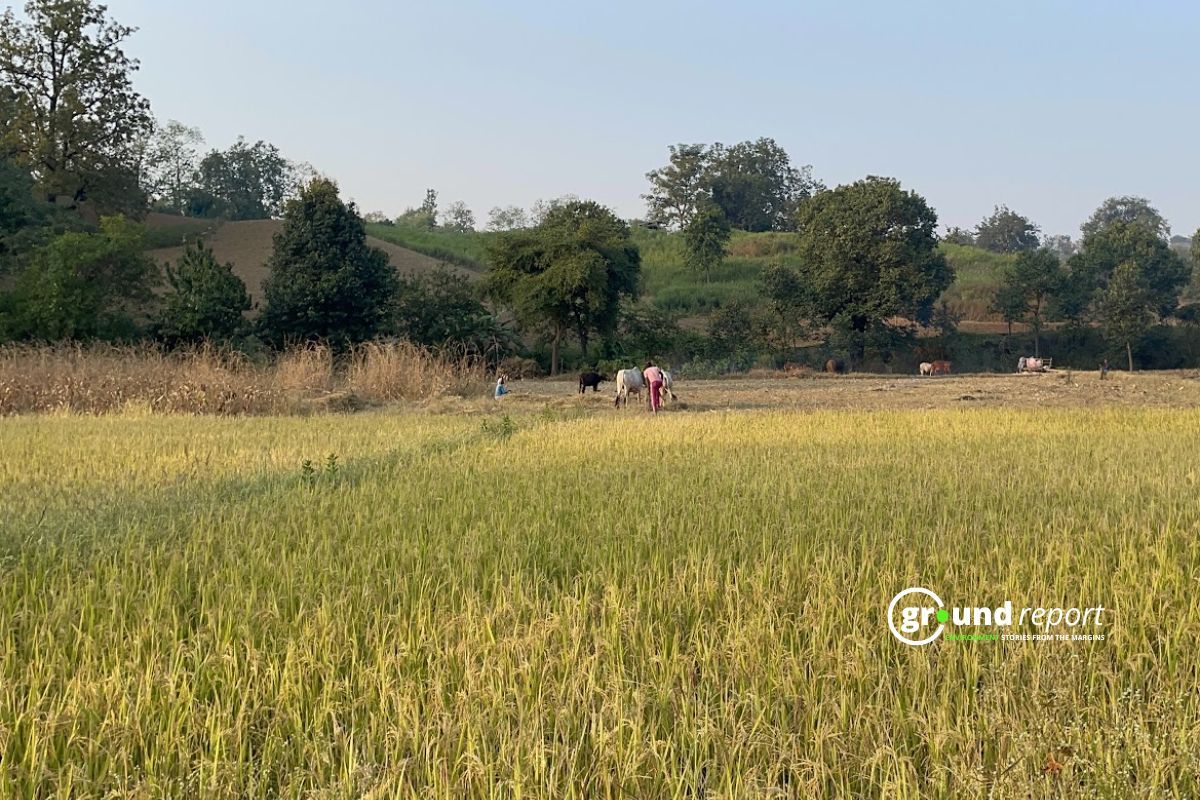 forest village conversion in MP stuck in bureaucracy