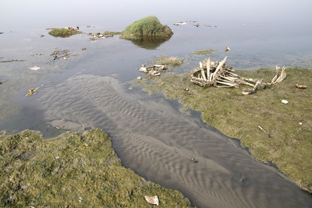Yamuna water quality 42 times worse than safe limit, says report