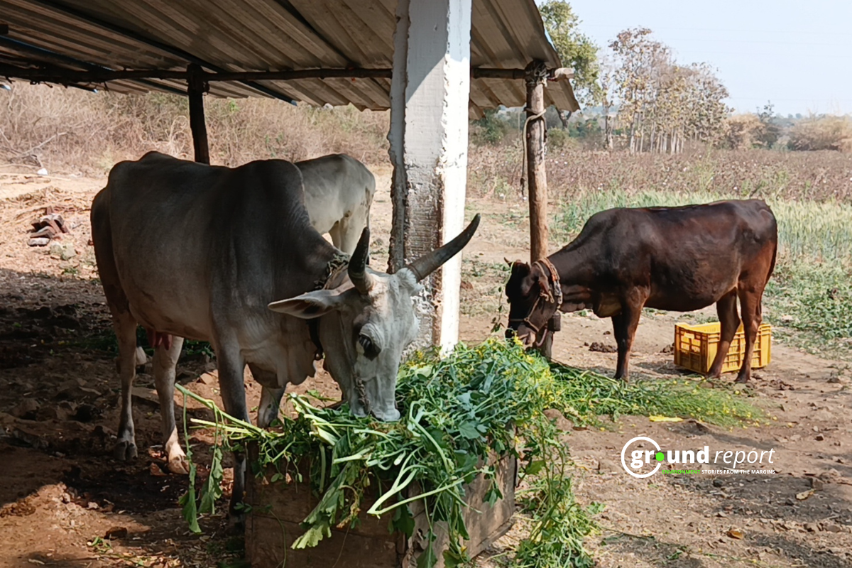Cow cattle farmer buffalo 