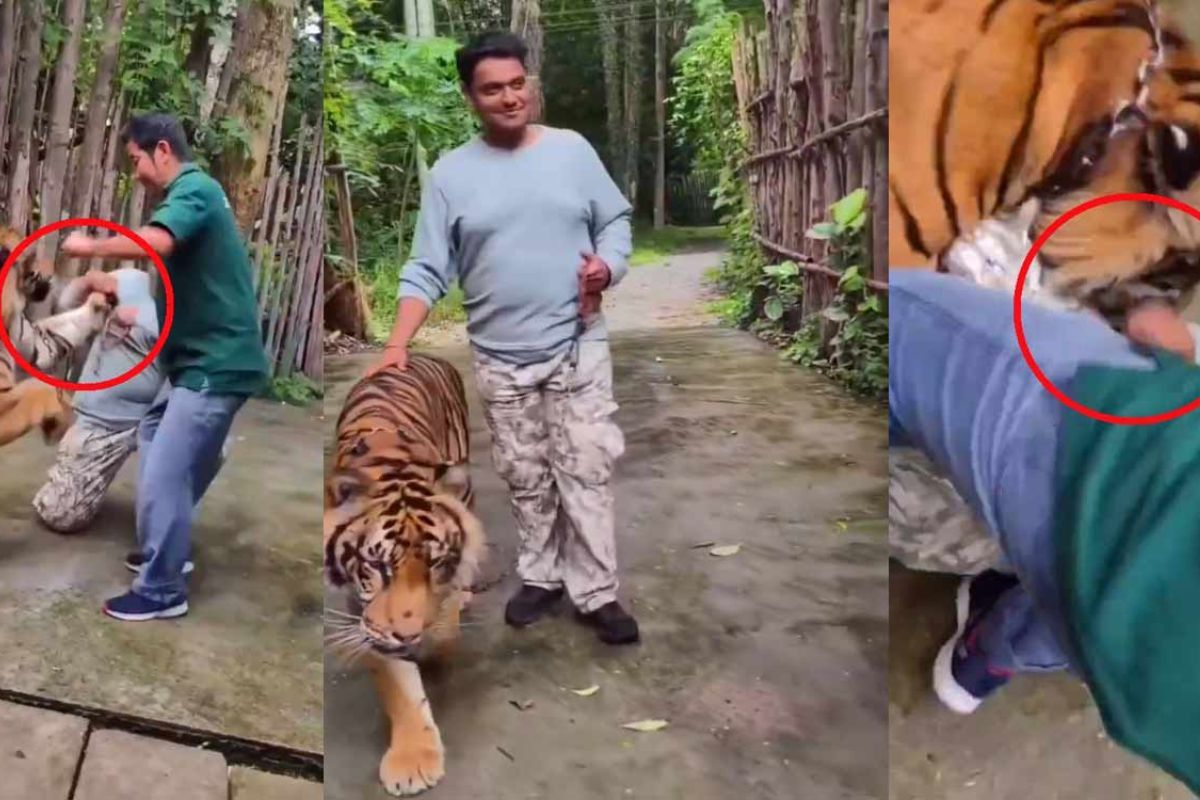 Indian Tourist Attacked by Tiger in Thailand, Watch Video & Know What Happened Next