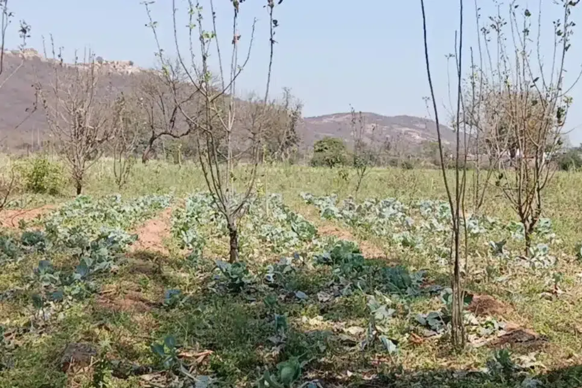 Hailstorm wipes out crops in Madhya Pradesh, farmers face losses