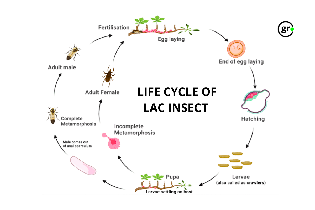 Life Cycle of Lac Insect