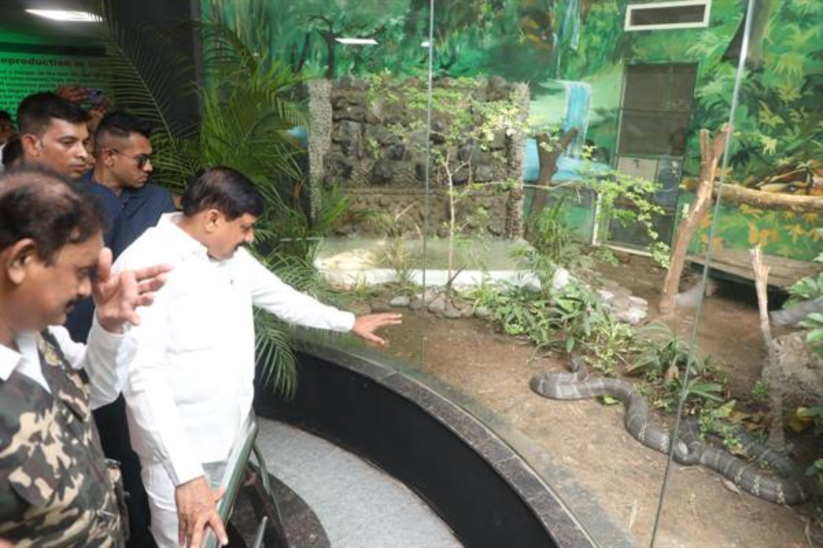 Indore Zoo now hosts Madhya Pradesh’s first pair of King Cobras