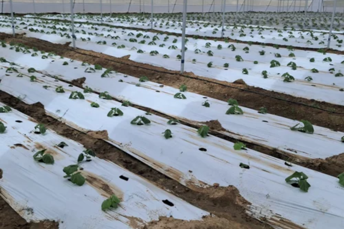 Why FRP Panels Are Revolutionizing the Agroindustry