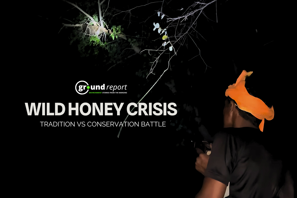 MP's Wild Honeybees Vanishing: Ancient Harvest Methods Under Fire