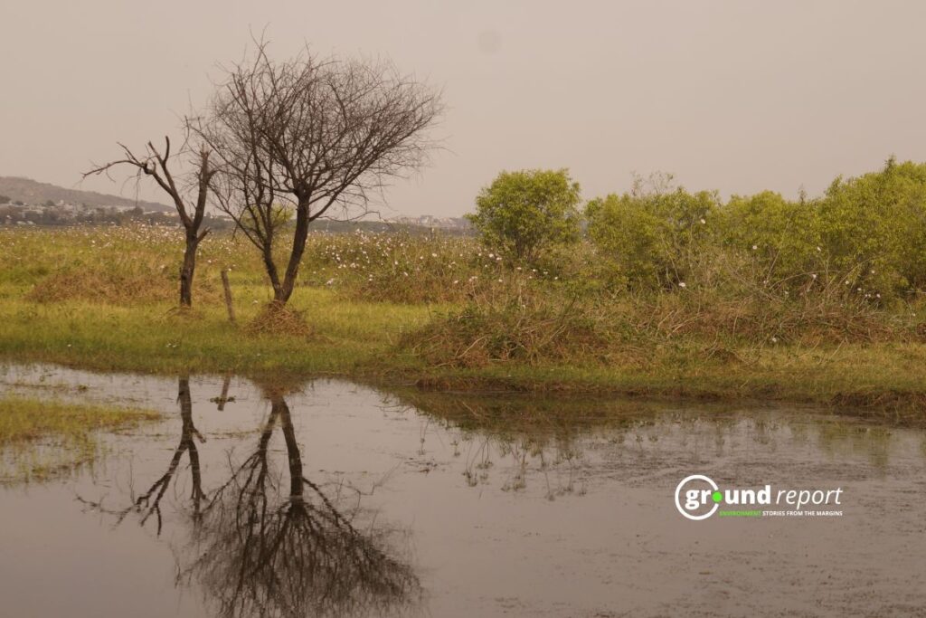 A bare tree reflects in the still water at the edge of Bhoj Wetland, with the city visible in the distance.