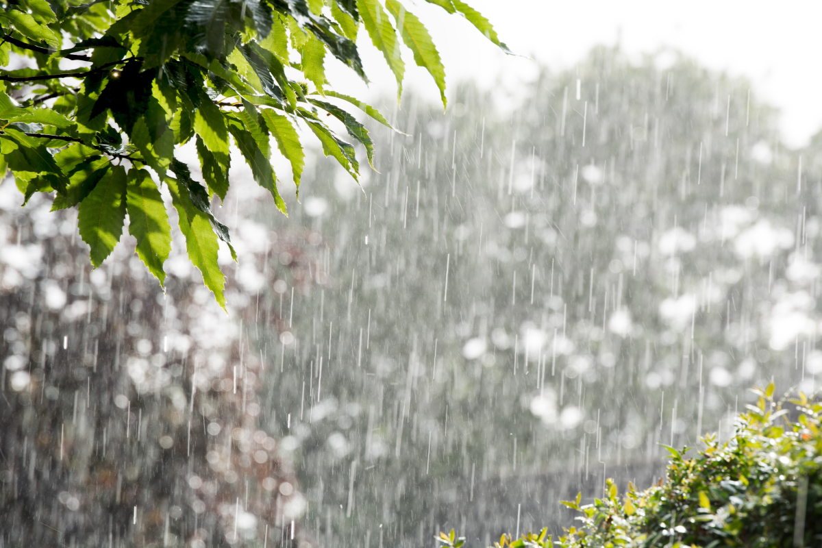 Madhya Pradesh Weather Alert: Heavy Rain in 20 Districts, Lightning Warning Issued