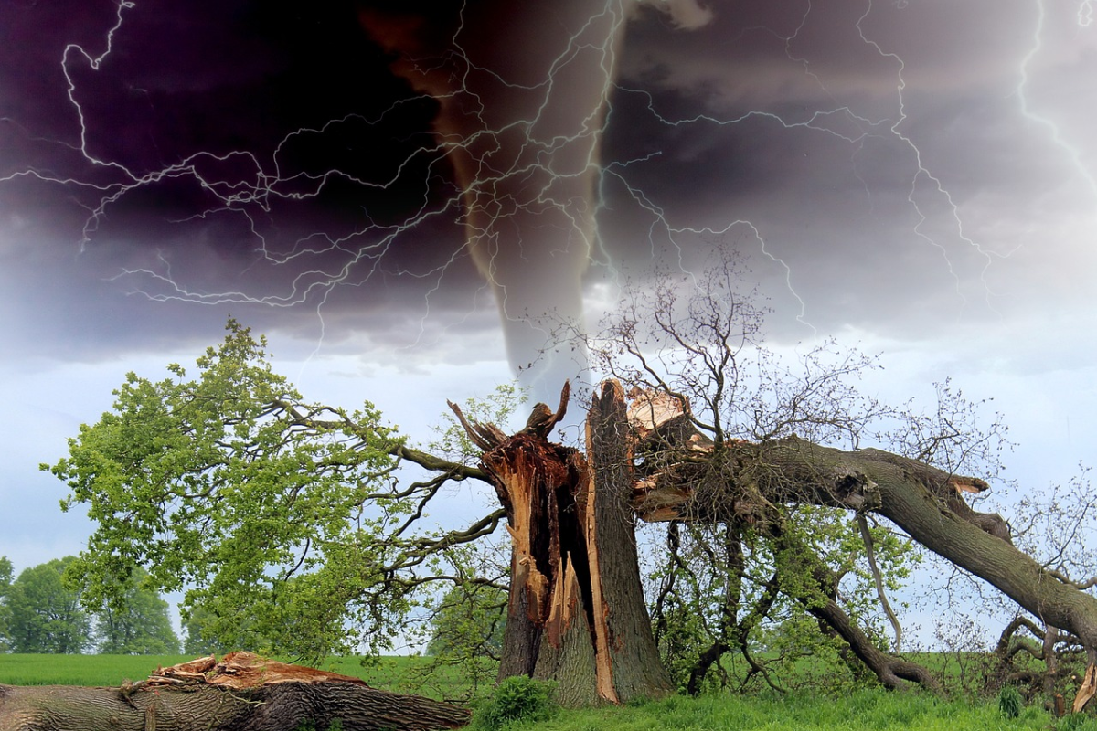 Thunderstorms Are Killing Millions of Tropical Trees, and World Is Missing It