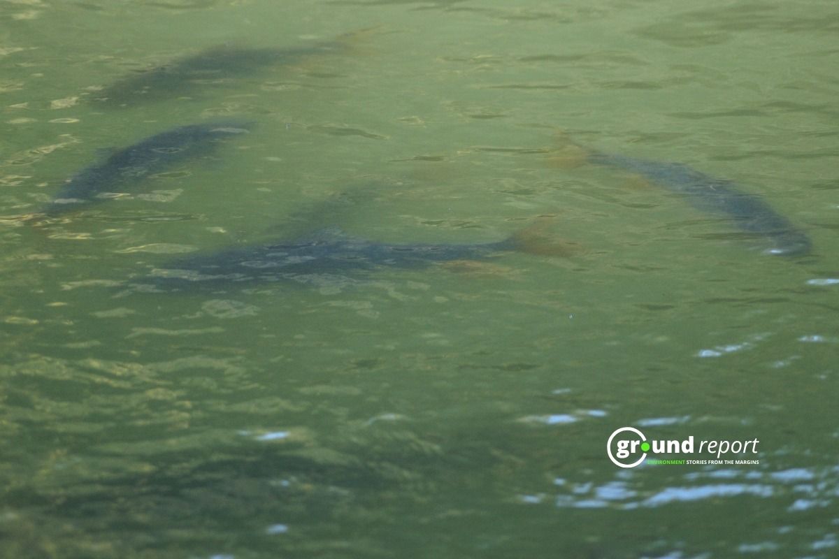 Mahaseer Fish in a pond