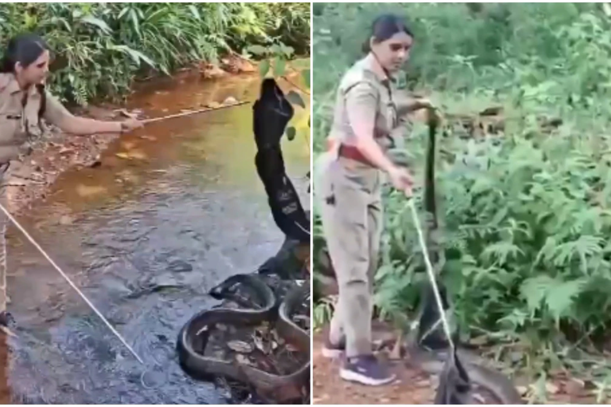 Who Is G.S. Roshni? Forest Officer Who Calmly Caught an 18-Foot King Cobra