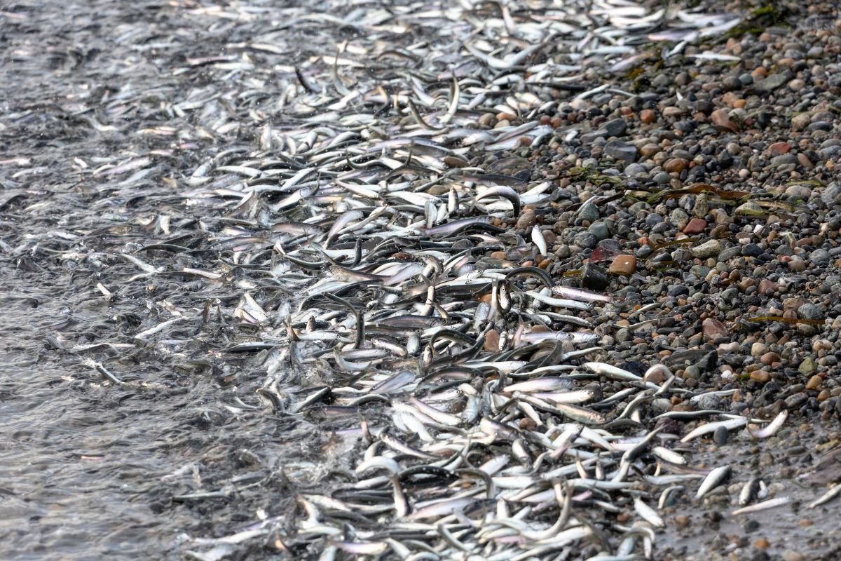 Many fish are social, but pesticides are pushing them apart
