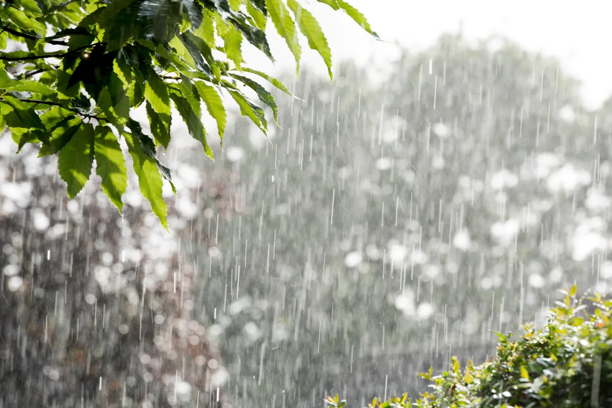 Heavy Rain Warning in 30 Districts of Madhya Pradesh