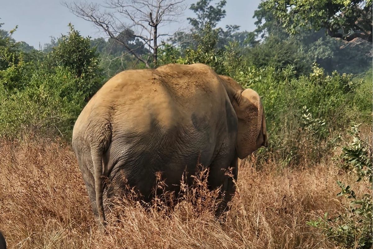 Vatsala elephant at Panna Tiger Reserve
