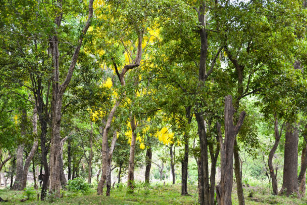 White Sandalwood Farming Begins in Barmer’s Desert Region