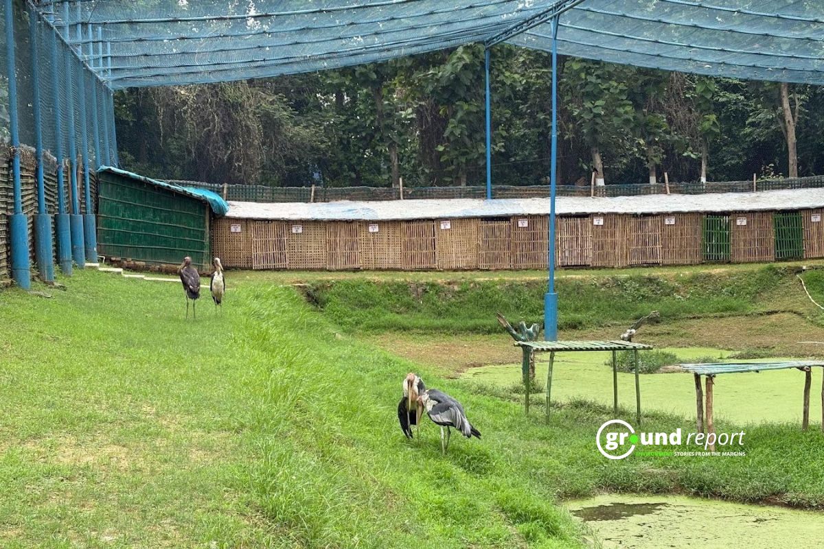 Greater Adjutant Storks, or Garuda