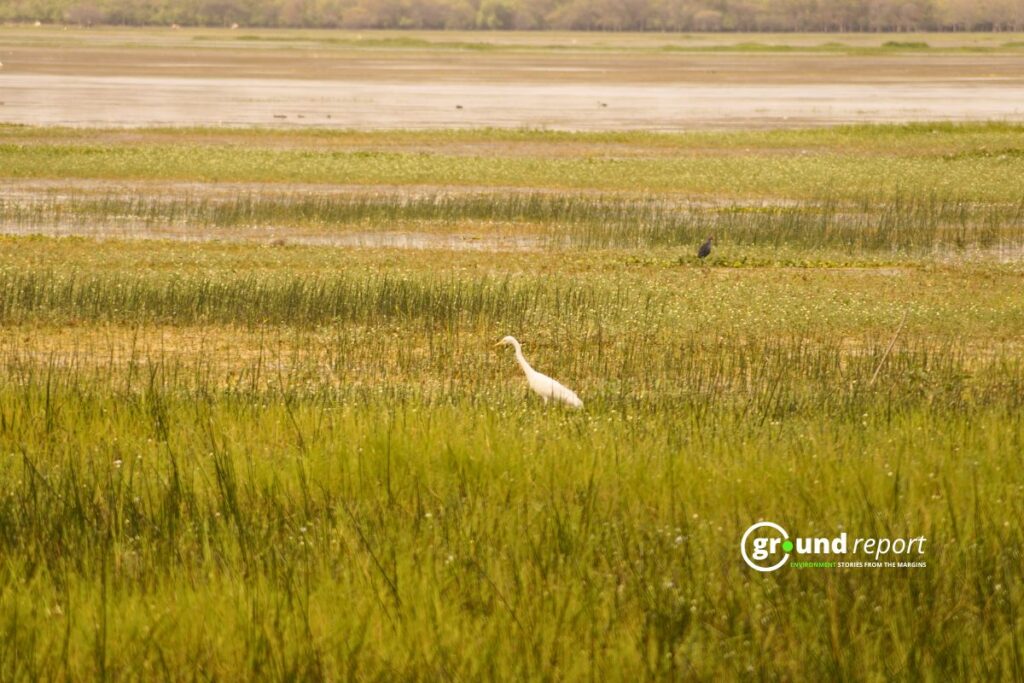 Area of Bhoj Wetland Bhopal Near Mugaliya Chhap Village