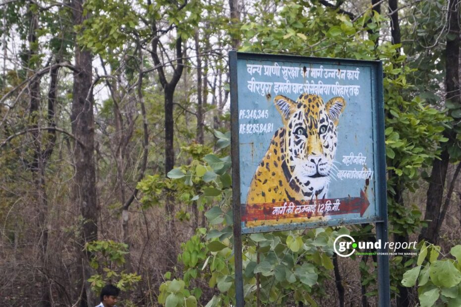 Budget 2026: Wildlife Funding Doubled, Experts Say It’s Inadequate